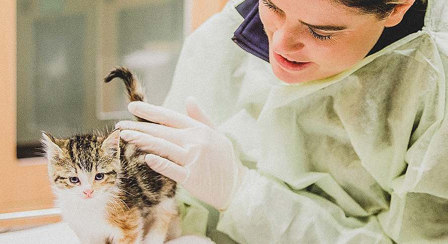 Image of vet with kitten