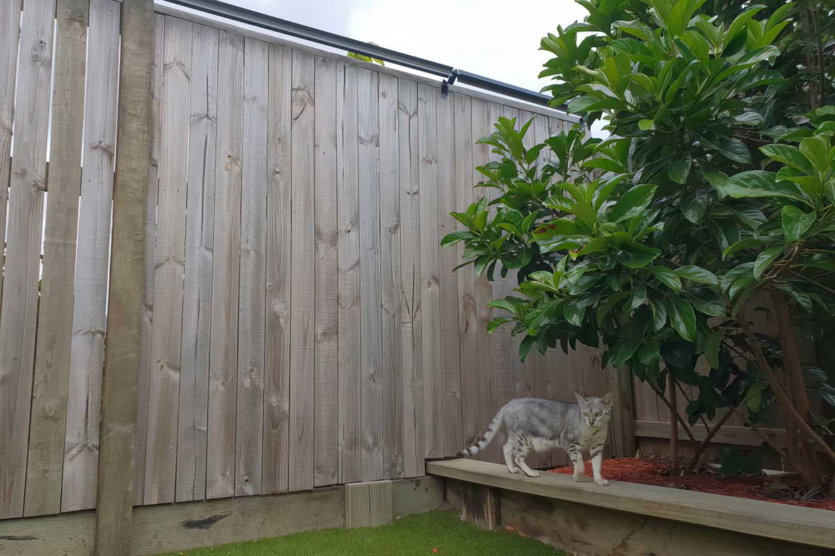 Image of tabby cat with Oscillot cat containment on fence