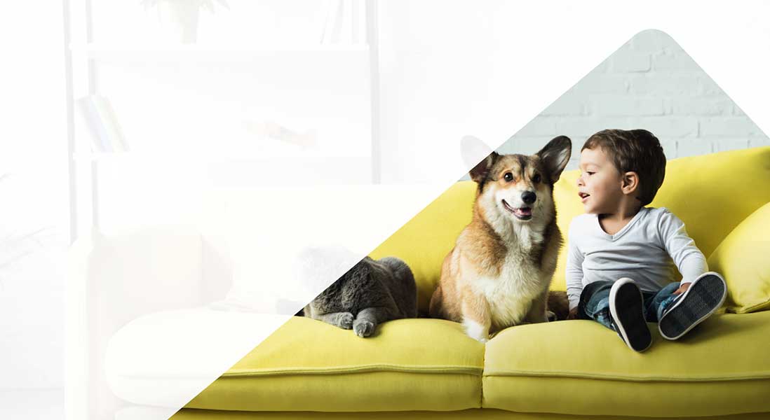 Photo of dog and young boy on green couch